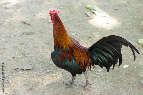 A smart rooster