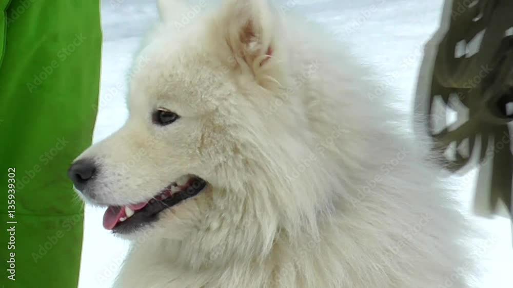 Muzzle of a white Samoyed. Dog of the North in the winter. Beautiful adult laika of Siberia. Muzzle of a white Samoyed. Dog of the North in the winter. Beautiful adult laika of Siberia.
