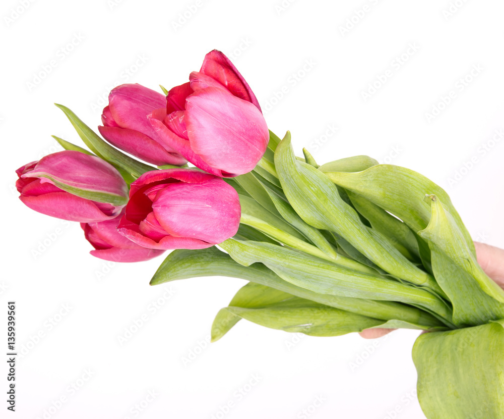 Pink tulips in a female hand