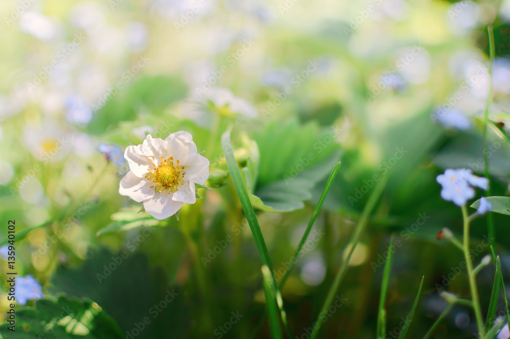 White flower of a strawberry White flower of a strawberry