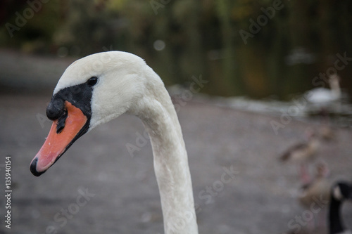 Fototapeta Naklejka Na Ścianę i Meble -  Head of a mute swan