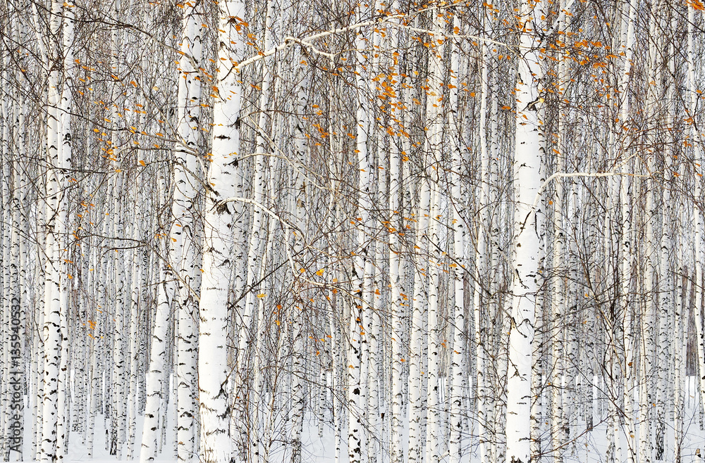 Obraz premium Winter landscape with white birch trees and a few yellow leaves