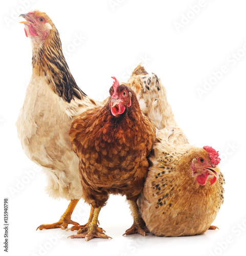 Three brown chicken.