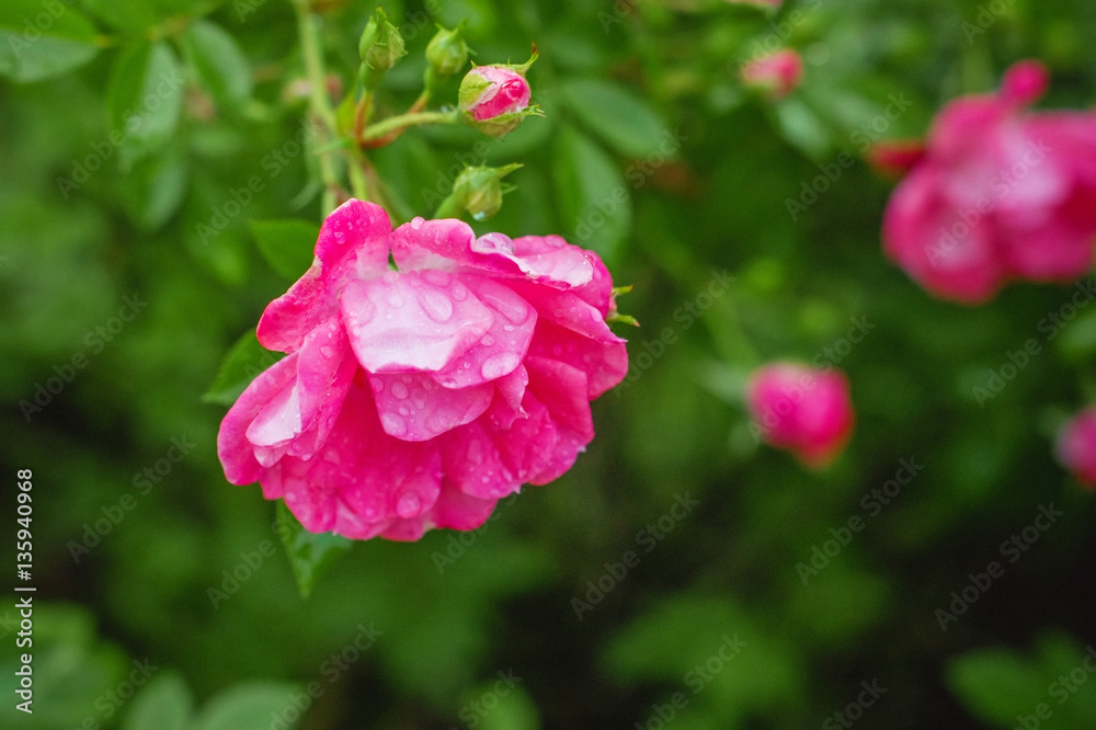 Bush with blooming pink roses in drops of dew.