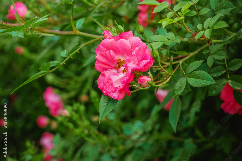 Bush with blooming pink roses in drops of dew.