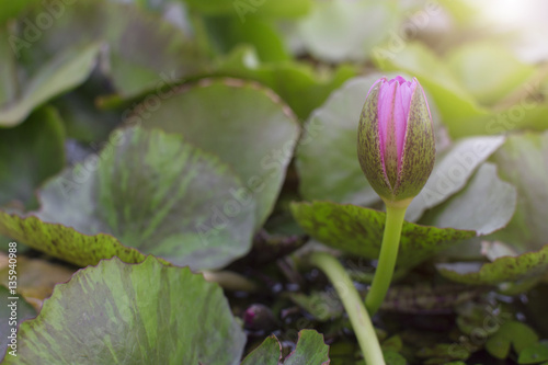 Pink lotus bud in the garden
