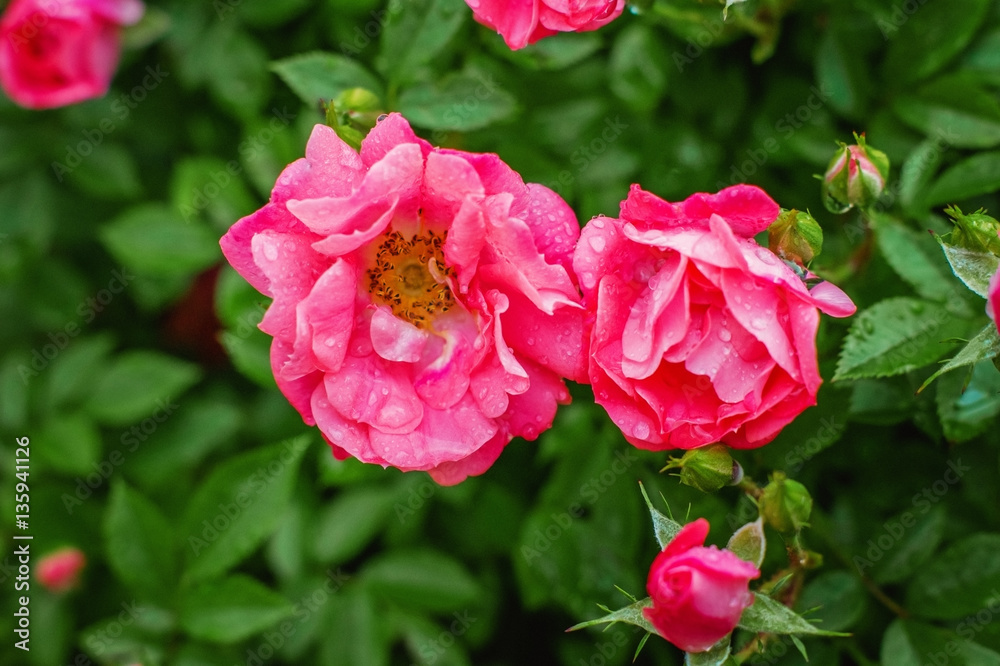 Bush with blooming pink roses in drops of dew.