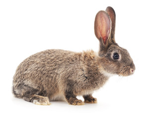Brown bunny.