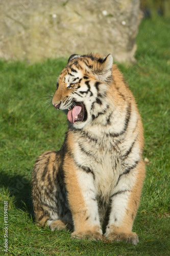 amur tiger cub