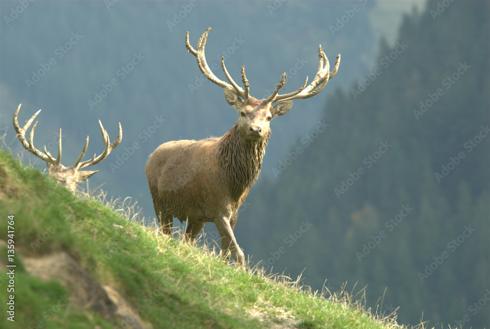 Rothirsche am Berg Rothirsche am Berg