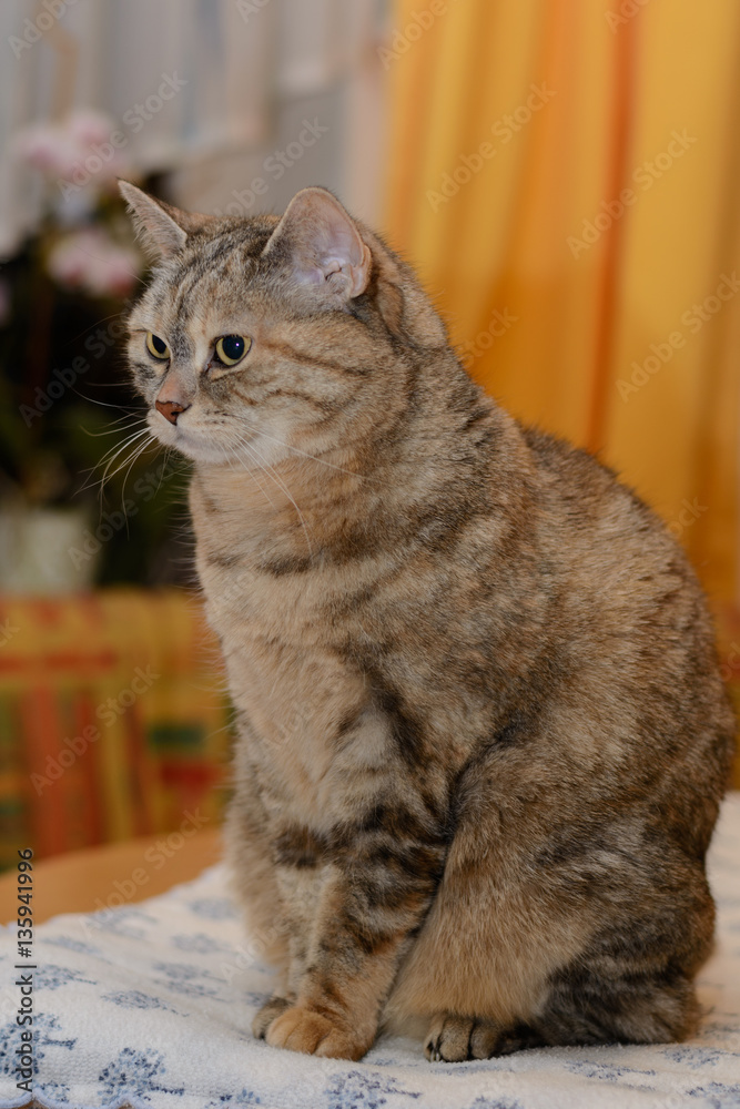 aufmerksame graue Hauskatze seitlich betrachtet aufmerksame graue Hauskatze seitlich betrachtet