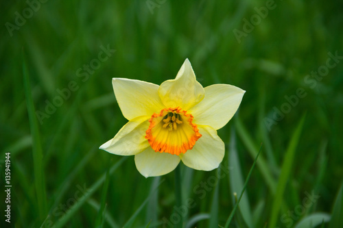 Gelbe Blume in der Natur