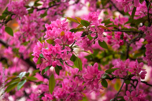 Sakura. Cherry blossoms japan. Pink spring blossom background.