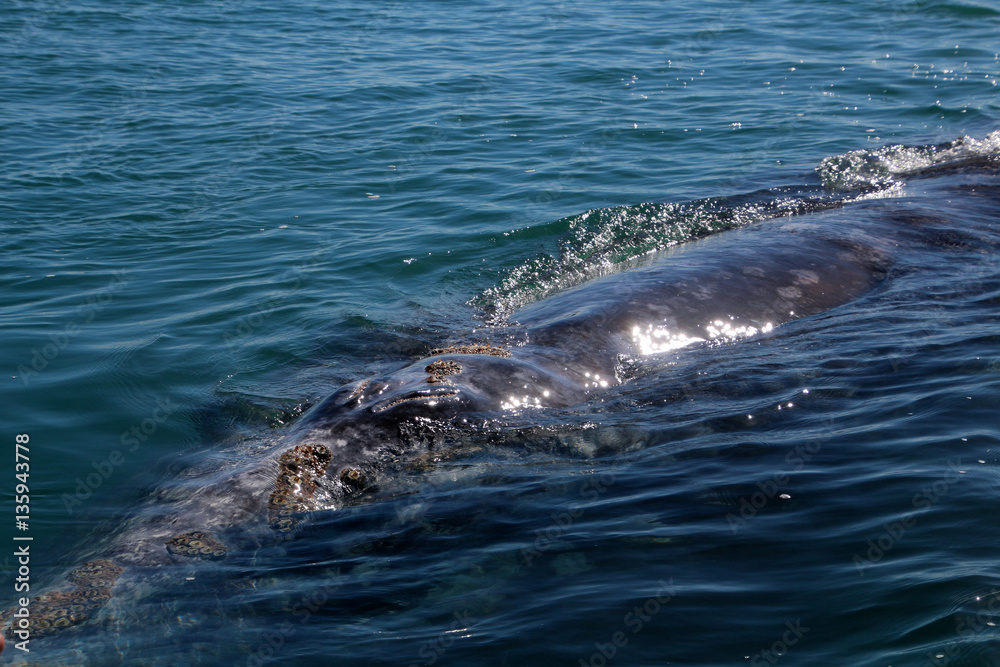 Whale Watching- Baja California Whale Watching- Baja California
