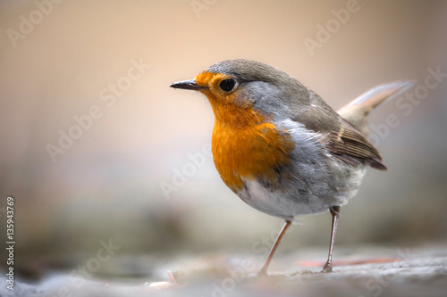 Robin photo