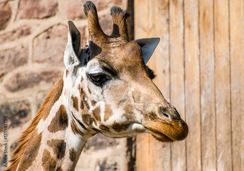 Photography Giraffe