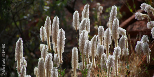 Flora of the Outback