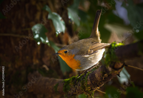 Robin photo