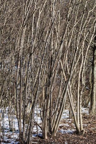 Ausgelichtete Haselnusssträucher im Winter photo