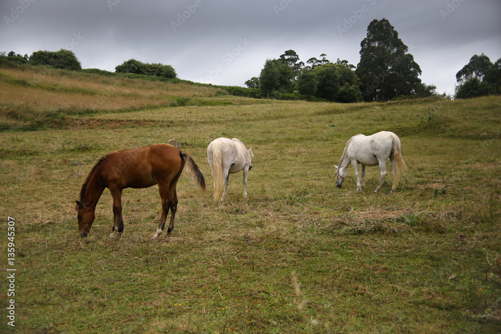 Horses grazing in the meadow.