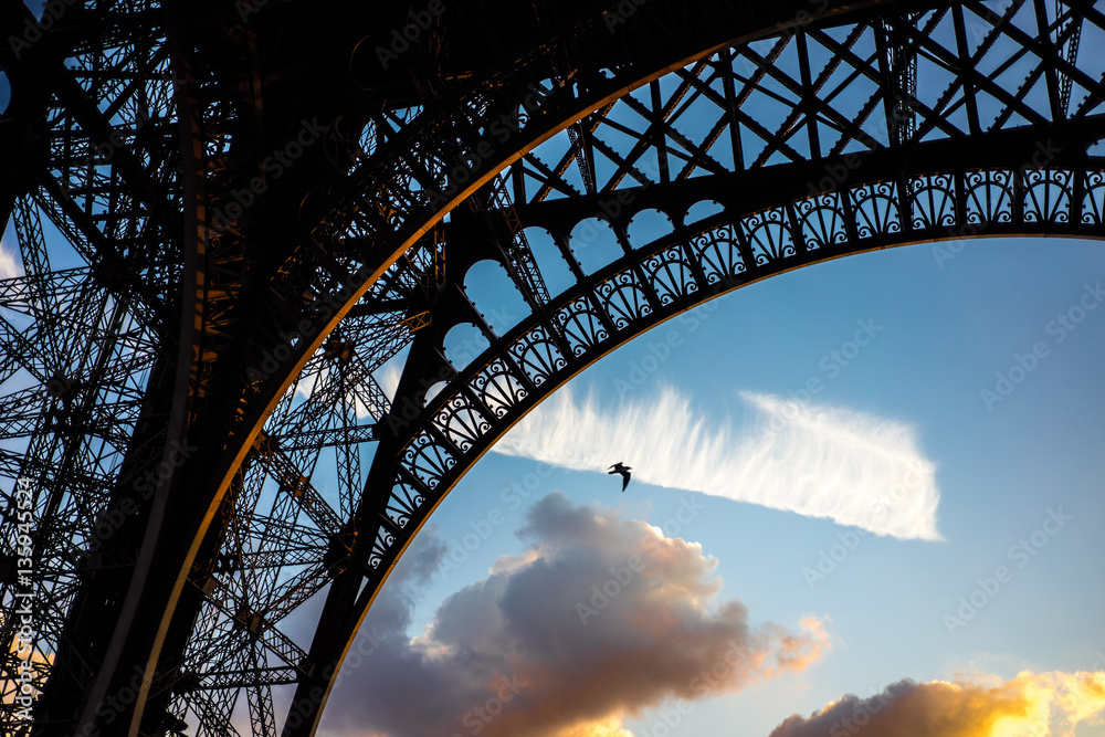 Bird near Eiffel Bird near Eiffel