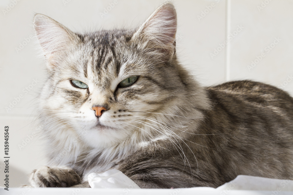 beautiful silver kitten outdoor, siberian cat female