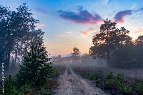 rural road in misty pine forest