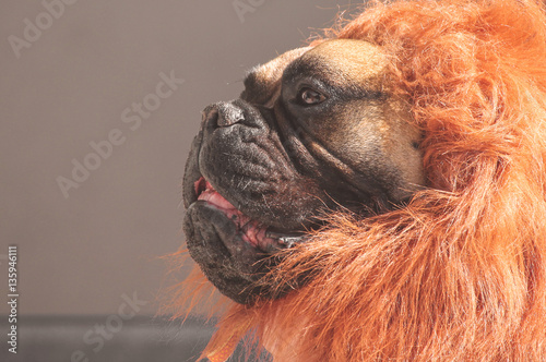 a large bull mastiff boxer in a lion costume toned with a retro vintage filter