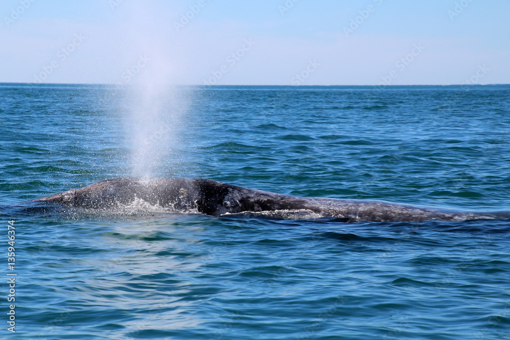 Fototapeta premium Whale Watching- Baja California