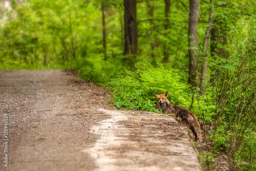 Obraz lis wyglądający na drogę