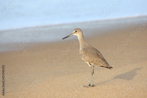Foto Shorebird standing at waters edge