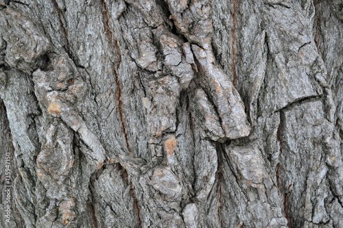 Beautiful bark of the old tree