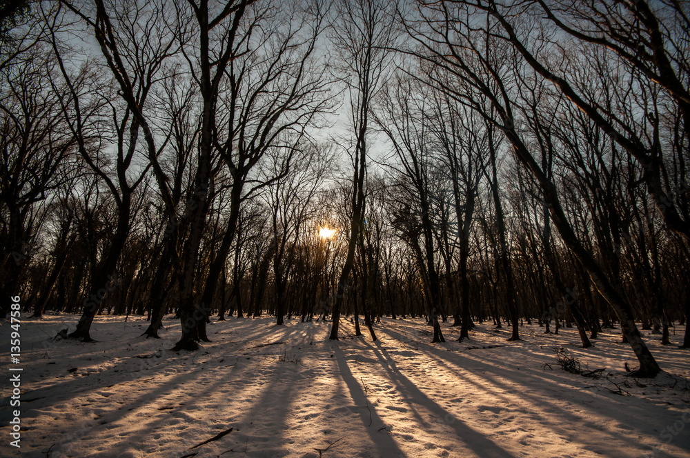 Sunset in the wood between the trees strains in winter period. Azerbaijan, Gabala, Caucasus Sunset in the wood between the trees strains in winter period. Azerbaijan, Gabala, Caucasus