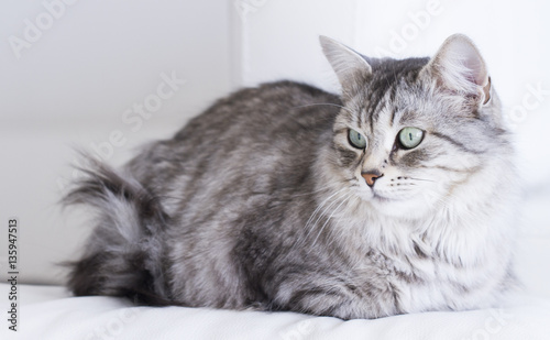 silver cat of siberian breed, relaxing on the sofa