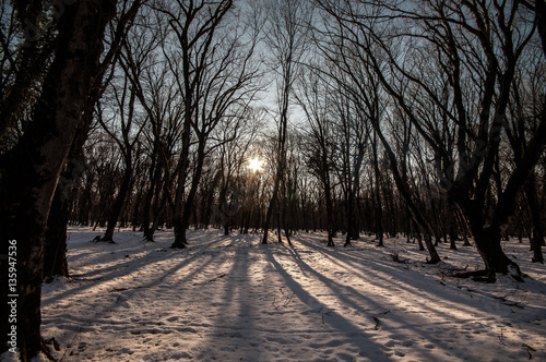 Sunset in the wood between the trees strains in winter period. Azerbaijan, Gabala, Caucasus