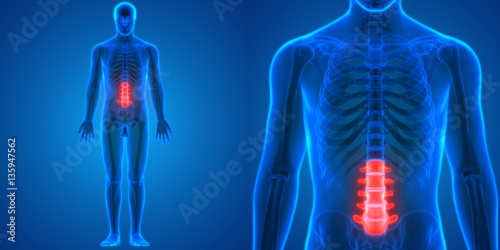 Spinal cord (Lumar Vertebrae) a Part of Human Skeleton Anatomy photo