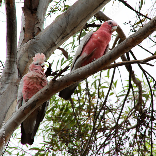 Galah, Rose Cockatoo, Australia