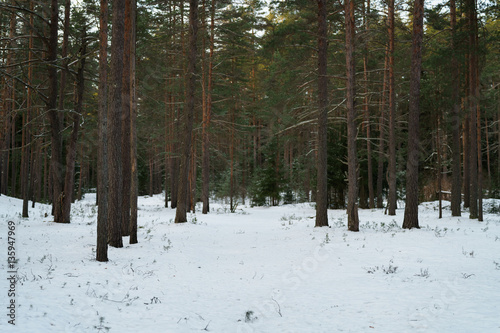 evening in winter pine forest, tranquil landscape photo