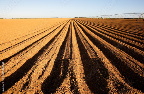 Fotografi Open Farm Field in Florida in Early Morning Sunlight