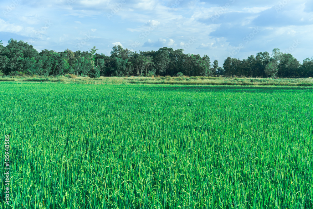 Rice farm