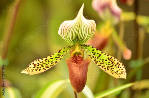 Fototapeta Naklejka Na Ścianę i Meble -  Close up of orchid (Paphiopedilum Maudiae)