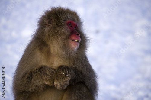 Macaque Snow Monkey © Walkerlee