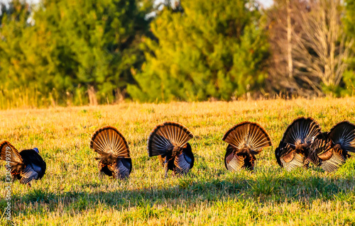 Six wild turkeys with their tail feathers spread and backs facing. 