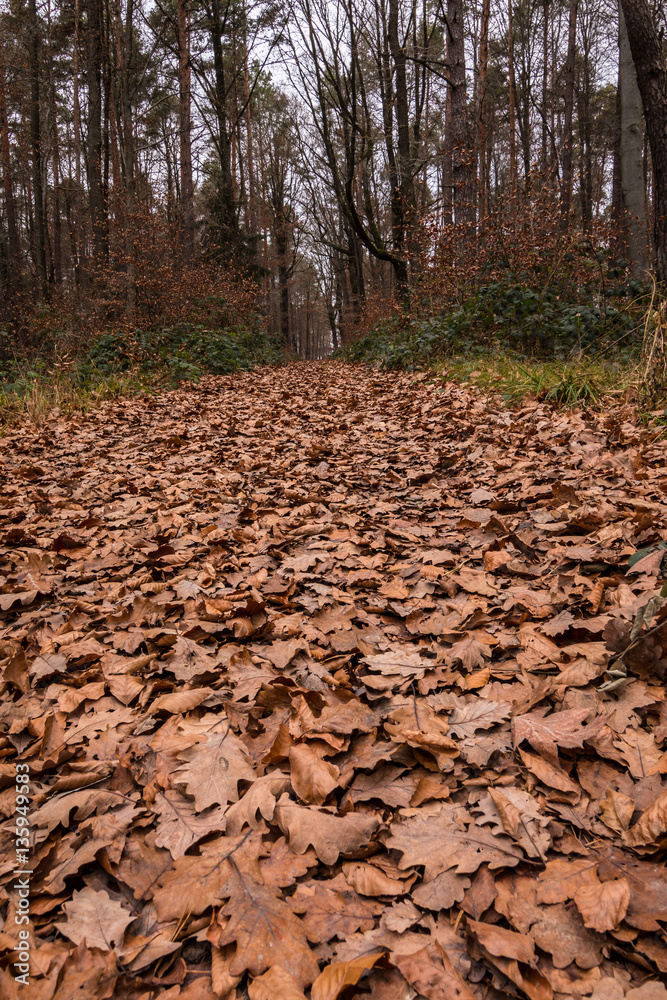 Fallen leaves Fallen leaves
