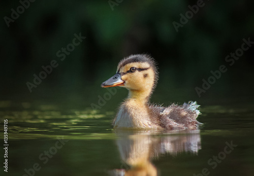 Obraz na plátne a baby duckling swimming in a pond at a local park