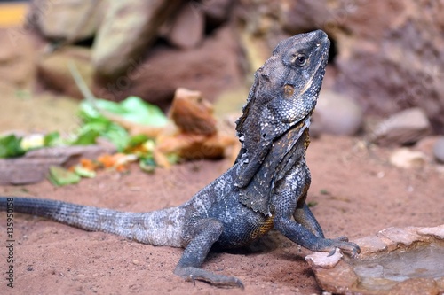 Nordafrikanische Dornschwanzagame (Uromastyx acanthinura) photo