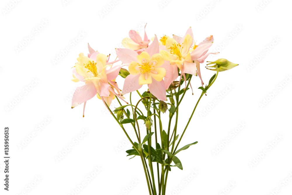 aquilegia flower isolated aquilegia flower isolated