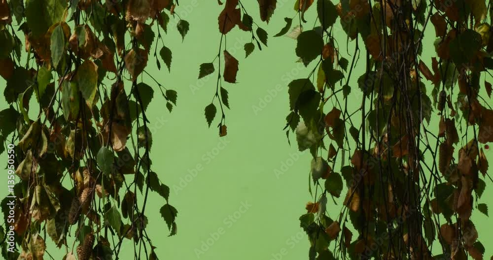 a Lot of Poplar Branches Swaying in the Chromakey Background in a Strong Way Under the Heavy Blows of Wind a Lot of Poplar Branches Swaying in the Chromakey Background in a Strong Way Under the Heavy Blows of Wind