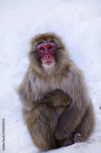 Close Up of Macaque Monkey in the Snow © Walkerlee