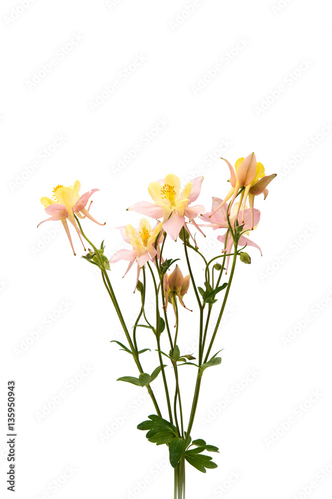 aquilegia flower isolated aquilegia flower isolated